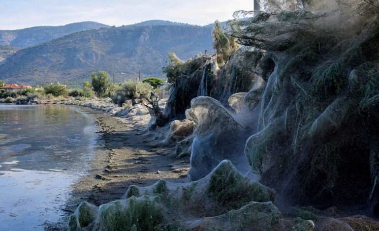 Una gigantesca ragnatela copre più di 300m di costa in Grecia