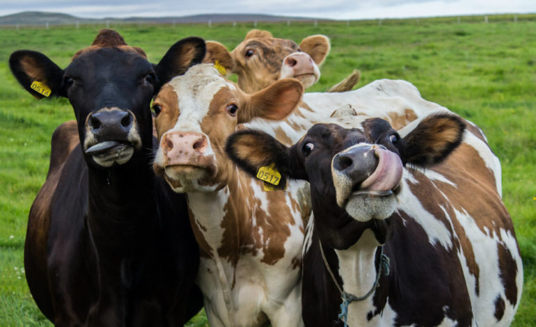 Nuovo rapporto di  Greenpeace: gli allevamenti intensivi inquinano i fiumi europei