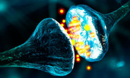 Nuovo meccanismo per la nascita delle sinapsi