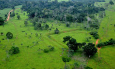 Amazzonia: persa un'area di foresta equivalente a 1,4 milioni di campi di calcio