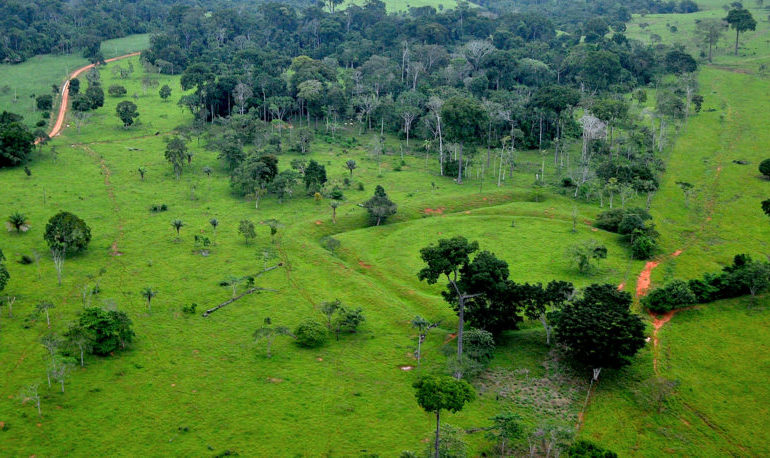 Amazzonia: persa un’area di foresta equivalente a 1,4 milioni di campi di calcio