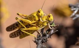 Le locuste in Africa avanzano ancora anche grazie al COVID-19