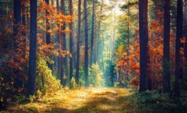 Giornata mondiale delle foreste