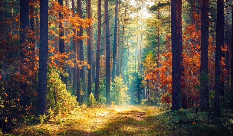 Giornata mondiale delle foreste