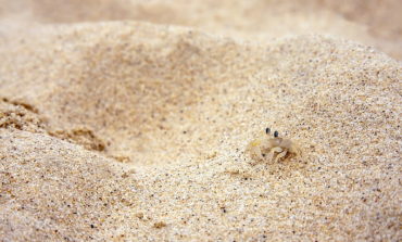 La sorprendente biodiversità faunistica della sabbia delle spiagge