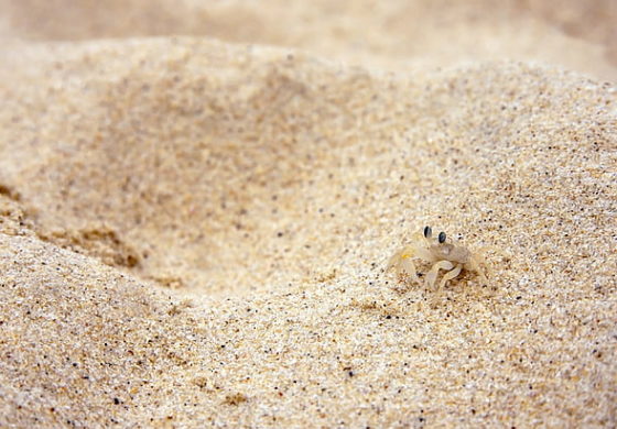 La sorprendente biodiversità faunistica della sabbia delle spiagge