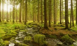 Le foreste assorbono più carbonio nei climi caldi