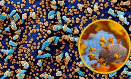 Come attacca le nostre cellule il Covid?