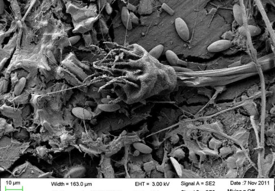 Quanto sono dannose le microplastiche? Prima cosa, non sono tutte uguali